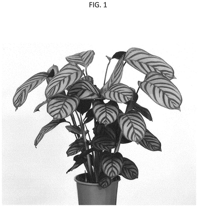 Figure 1 of US plant patent PP35039, the photograph of VALCOSTA2 printed in the patent.
