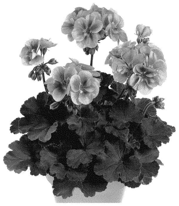Figure 1 of US plant patent PP35040, the photograph of Pacbellinda printed in the patent.