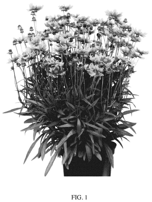 Figure 1 of US plant patent PP35041, the photograph of MVNC1902 printed in the patent.