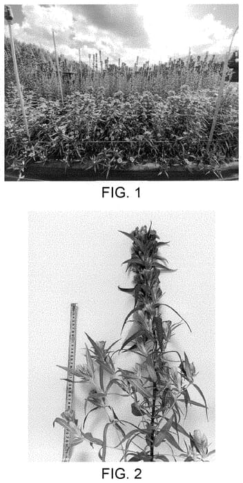 Figure 1 of US plant patent PP35042, the photograph of Ashiro 29-2065 printed in the patent.