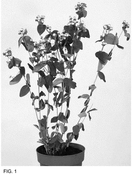 Figure 1 of US plant patent PP35043, the photograph of Allhytia printed in the patent.