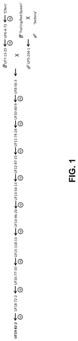 Figure 1 of US plant patent PP35044, the photograph of UF19-82-2 printed in the patent.