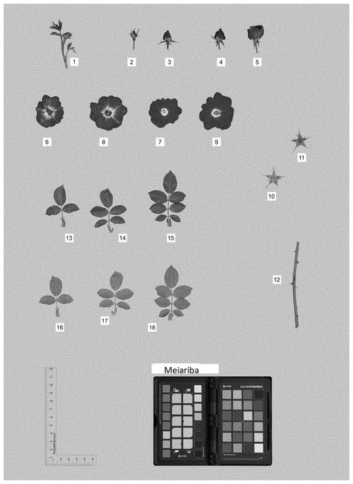Figure 1 of US plant patent PP35045, the photograph of MEIARIBA printed in the patent.