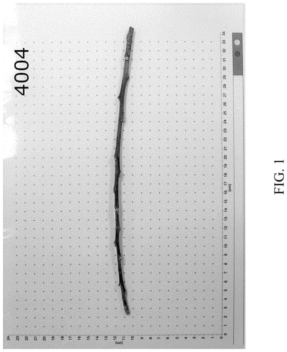 Figure 1 of US plant patent PP35046, the photograph of G.484 printed in the patent.