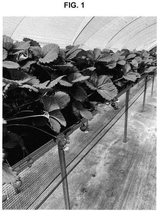 Figure 1 of US plant patent PP35047, the photograph of FPS-14_552-008 printed in the patent.