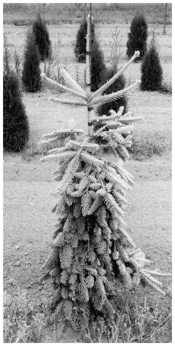 Figure 1 of US plant patent PP35048, the photograph of Andy Spinks printed in the patent.