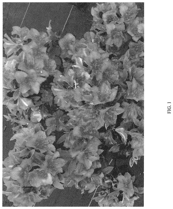 Figure 1 of US plant patent PP35049, the photograph of NCRX10 printed in the patent.