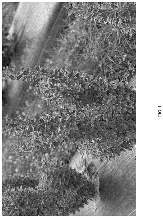 Figure 1 of US plant patent PP35050, the photograph of NCBT3 printed in the patent.