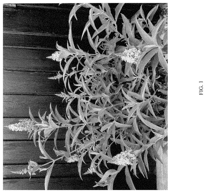 Figure 1 of US plant patent PP35051, the photograph of TMBU08-3 printed in the patent.