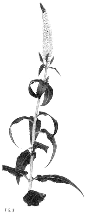 Figure 1 of US plant patent PP35052, the photograph of Allvenjder printed in the patent.
