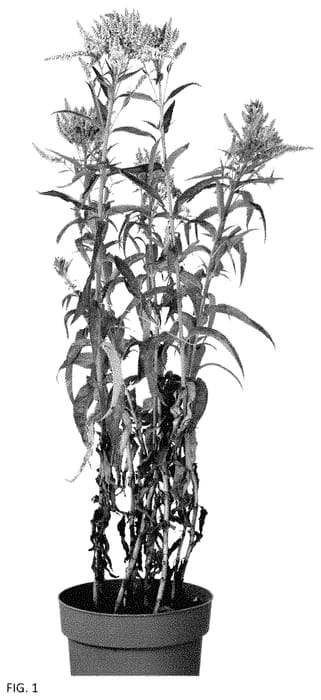 Figure 1 of US plant patent PP35053, the photograph of Allvspla printed in the patent.