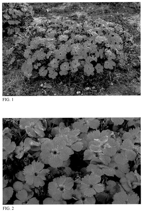 Figure 1 of US plant patent PP35054, the photograph of Pinky Promise printed in the patent.