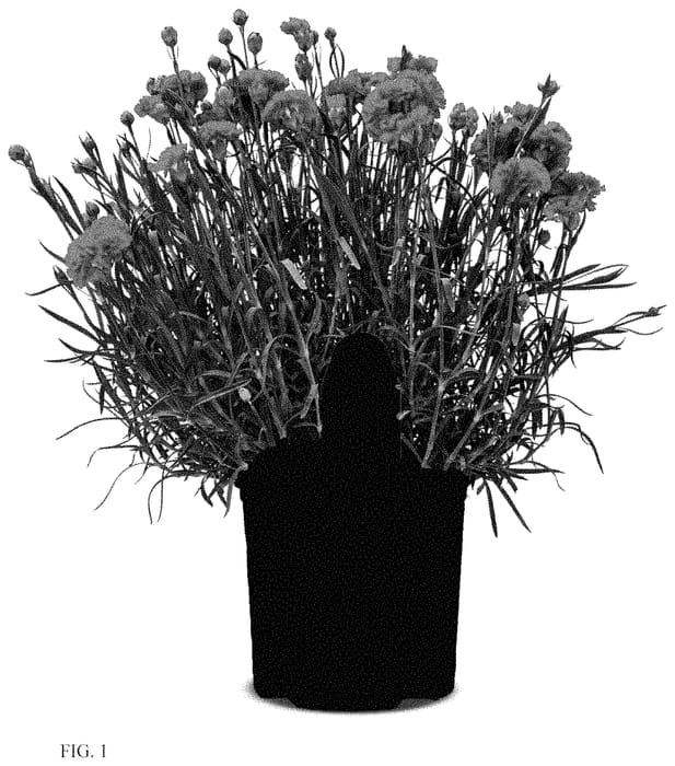 Figure 1 of US plant patent PP35055, the photograph of Funky Fuchsia printed in the patent.