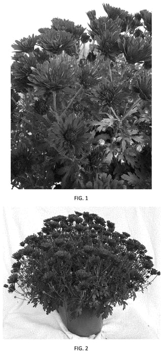 Figure 1 of US plant patent PP35056, the photograph of CIFZ0098 printed in the patent.