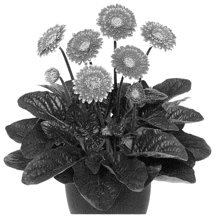 Figure 1 of US plant patent PP35057, the photograph of MAJPUR21AA printed in the patent.