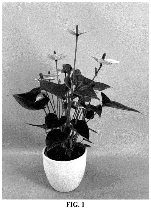 Figure 1 of US plant patent PP35058, the photograph of AN2347842 printed in the patent.