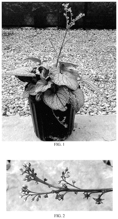 Figure 1 of US plant patent PP35059, the photograph of Frostbite printed in the patent.