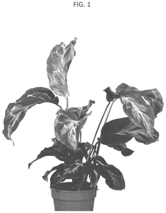 Figure 1 of US plant patent PP35060, the photograph of DRACAL01 printed in the patent.