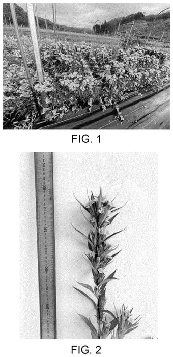 Figure 1 of US plant patent PP35061, the photograph of Ashiro 29-2059 printed in the patent.