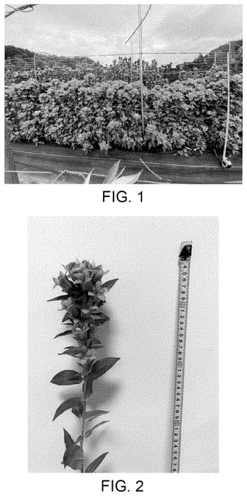 Figure 1 of US plant patent PP35062, the photograph of Ashiro 29-2005 printed in the patent.
