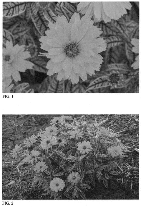 Figure 1 of US plant patent PP35063, the photograph of Bit of Honey printed in the patent.