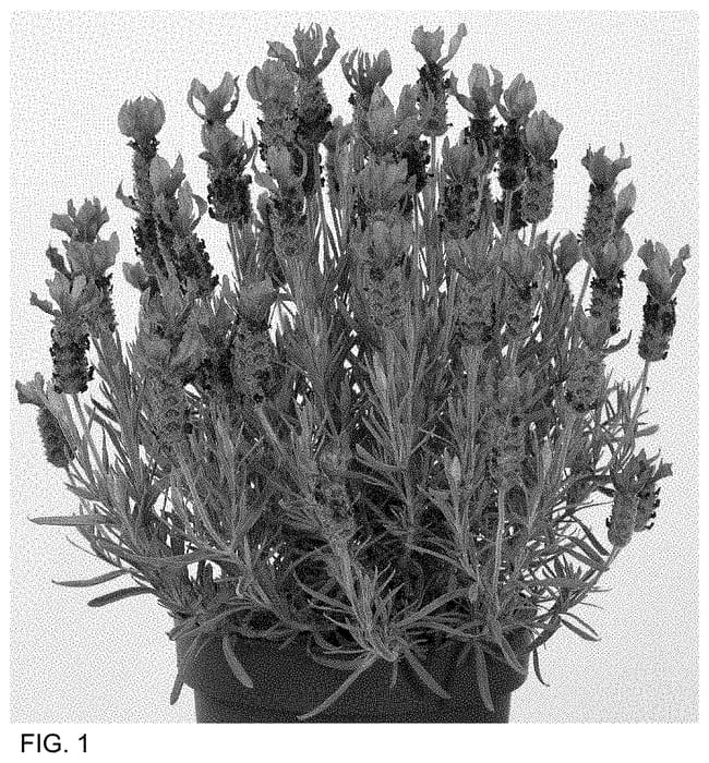 Figure 1 of US plant patent PP35064, the photograph of Anouk Deluxe 16115 printed in the patent.