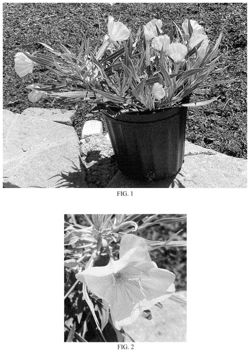 Figure 1 of US plant patent PP35065, the photograph of Evening Sun printed in the patent.