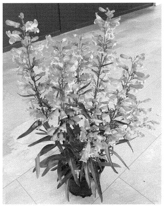 Figure 1 of US plant patent PP35066, the photograph of Dopenspripripin printed in the patent.