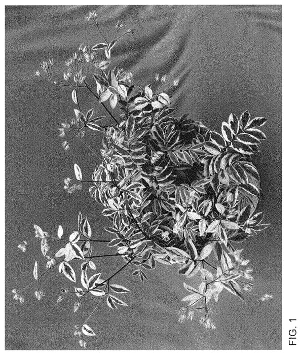 Figure 1 of US plant patent PP35067, the photograph of Golden Feathers printed in the patent.