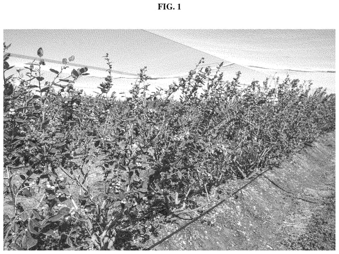 Figure 1 of US plant patent PP35068, the photograph of C12-122 printed in the patent.