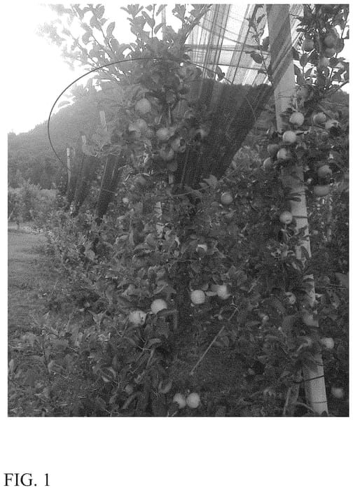 Figure 1 of US plant patent PP35069, the photograph of Nicored printed in the patent.