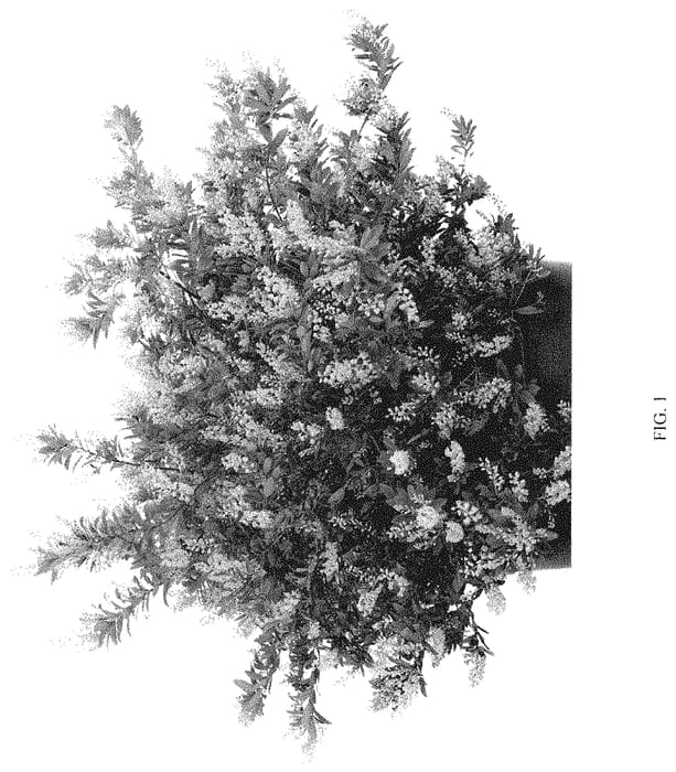 Figure 1 of US plant patent PP35070, the photograph of BLCM03 printed in the patent.