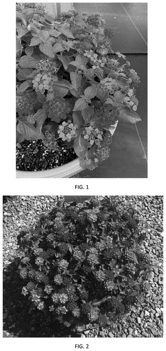 Figure 1 of US plant patent PP35071, the photograph of LANZ0045 printed in the patent.