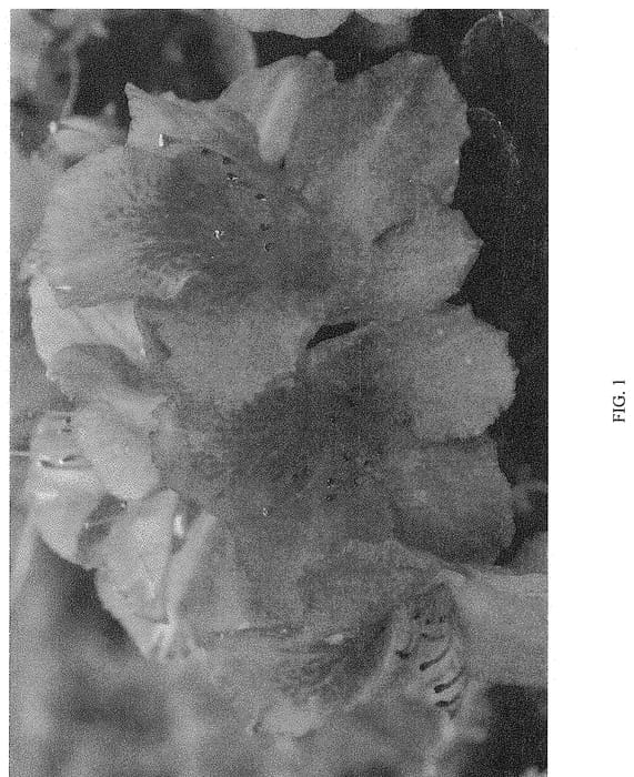 Figure 1 of US plant patent PP35072, the photograph of NCRX9 printed in the patent.
