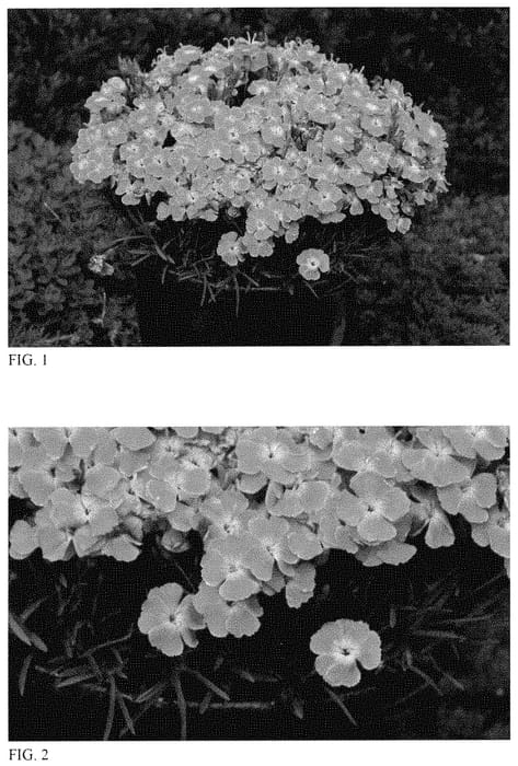 Figure 1 of US plant patent PP35073, the photograph of Lip Gloss printed in the patent.