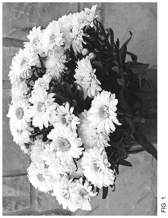 Figure 1 of US plant patent PP35074, the photograph of Sunrimaizy printed in the patent.