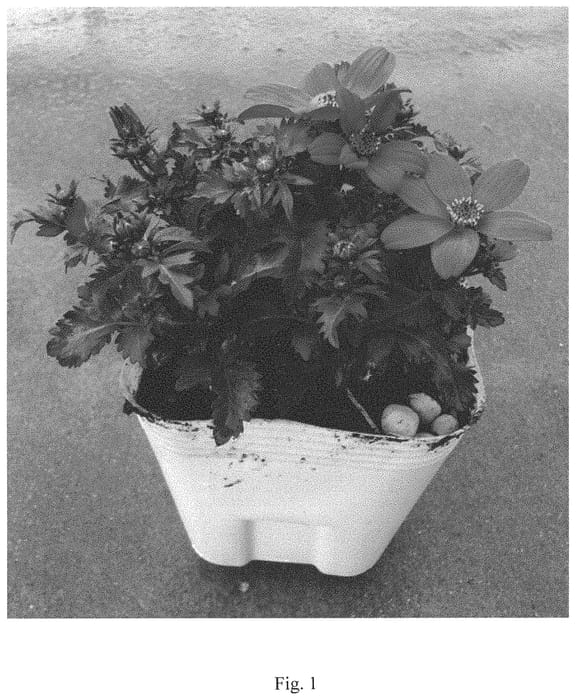Figure 1 of US plant patent PP35075, the photograph of Angel Rouge printed in the patent.