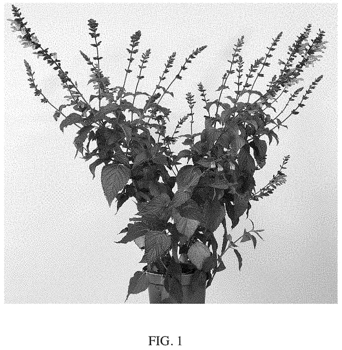 Figure 1 of US plant patent PP35076, the photograph of ARGGR17011 printed in the patent.