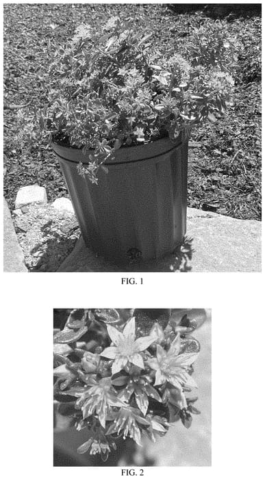 Figure 1 of US plant patent PP35077, the photograph of Yellow Diamonds printed in the patent.