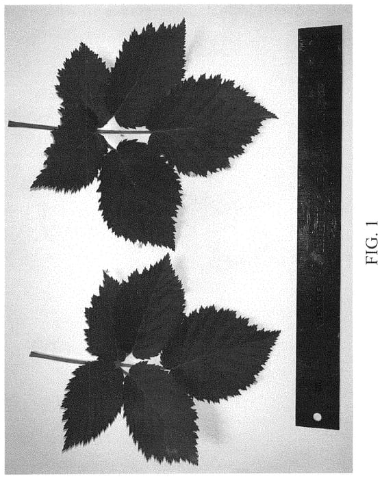 Figure 1 of US plant patent PP35078, the photograph of DrisBlackThirty printed in the patent.