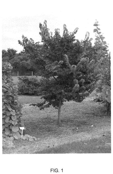 Figure 1 of US plant patent PP35079, the photograph of NC2014-5 printed in the patent.