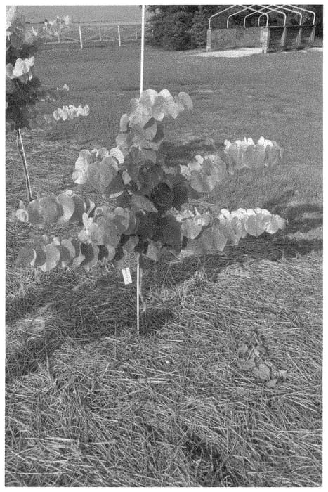 Figure 1 of US plant patent PP35080, the photograph of NC2014-10 printed in the patent.