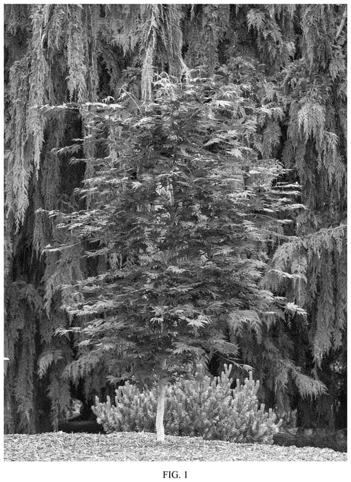 Figure 1 of US plant patent PP35081, the photograph of INAG-E61 printed in the patent.