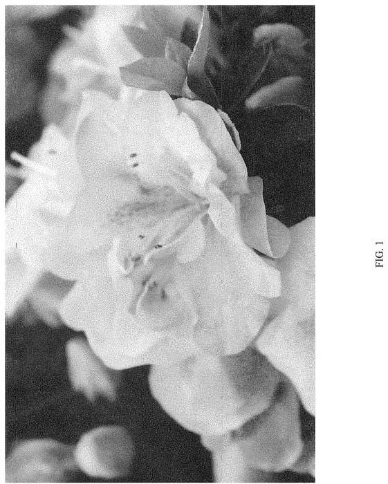 Figure 1 of US plant patent PP35082, the photograph of NCRX11 printed in the patent.