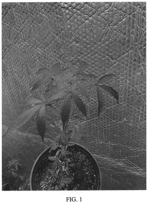 Figure 1 of US plant patent PP35083, the photograph of Red KROSS02-BK printed in the patent.