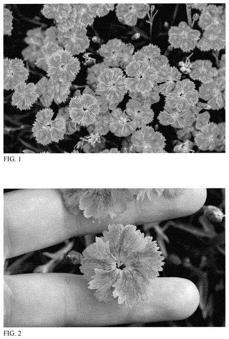 Figure 1 of US plant patent PP35084, the photograph of Red Rouge printed in the patent.