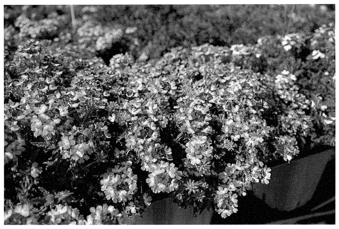 Figure 1 of US plant patent PP35085, the photograph of KLEVP21043 printed in the patent.