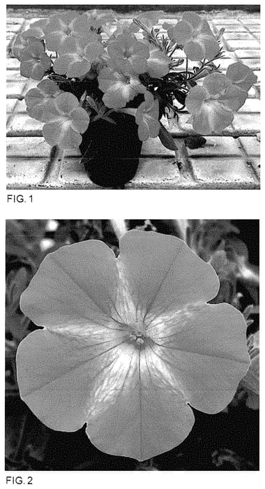 Figure 1 of US plant patent PP35086, the photograph of Keipekumehus printed in the patent.