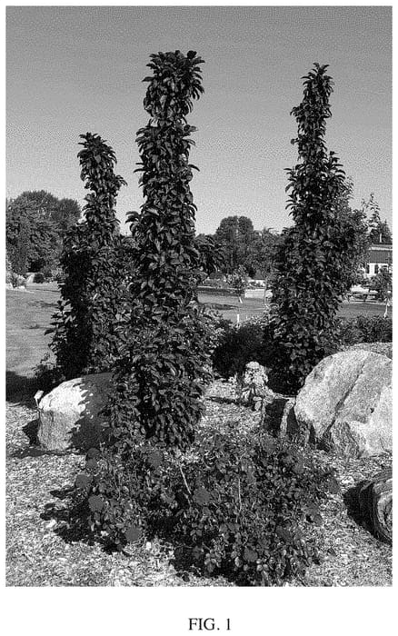 Figure 1 of US plant patent PP35089, the photograph of Jefnite printed in the patent.