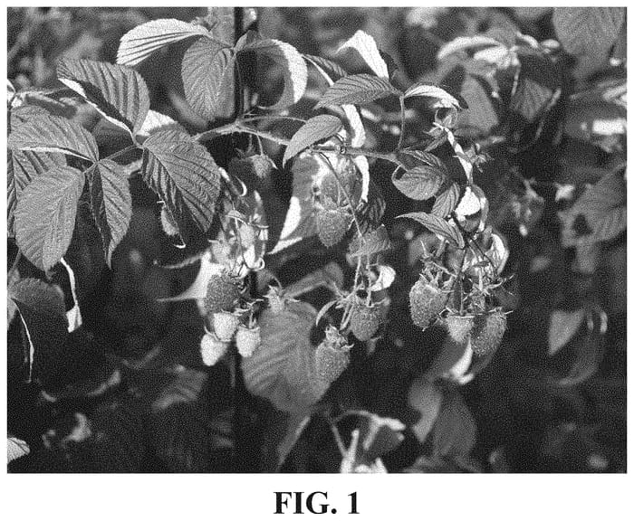 Figure 1 of US plant patent PP35090, the photograph of Finnberry printed in the patent.